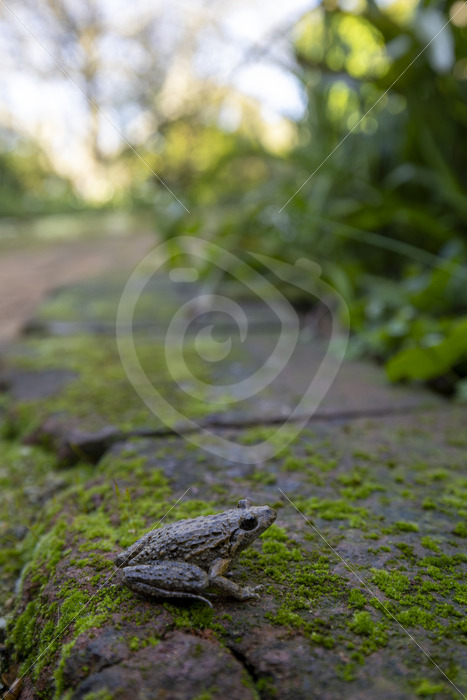 An Iberian painted frog (Discoglossus galganoi) in the Sierra Morena de Sevilla, Spain - Nature Stock Photo Agency