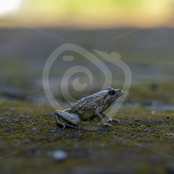 An Iberian painted frog (Discoglossus galganoi) on a mossy surface in the Sierra Morena de Sevilla, Spain - Nature Stock Photo Agency