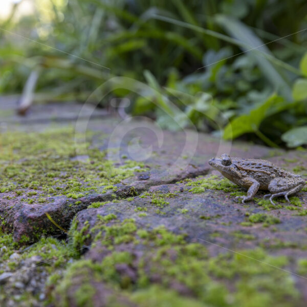 An Iberian painted frog (Discoglossus galganoi) on some mossy stones in the Sierra Morena de Sevilla, Spain - Nature Stock Photo Agency