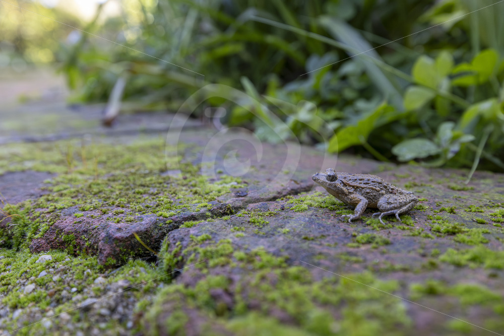An Iberian painted frog (Discoglossus galganoi) on some mossy stones in the Sierra Morena de Sevilla, Spain - Nature Stock Photo Agency