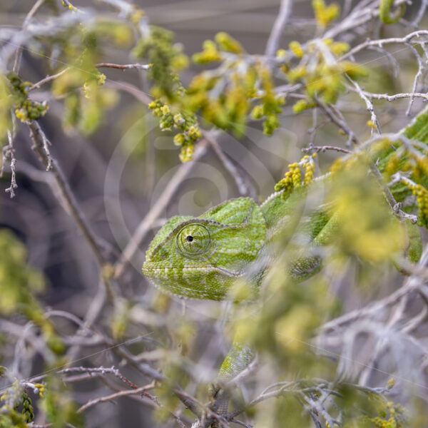 Common or mediterranean chameleon (Chamaeleo chamaeleon) in the bushes near Malaga, Spain - Nature Stock Photo Agency