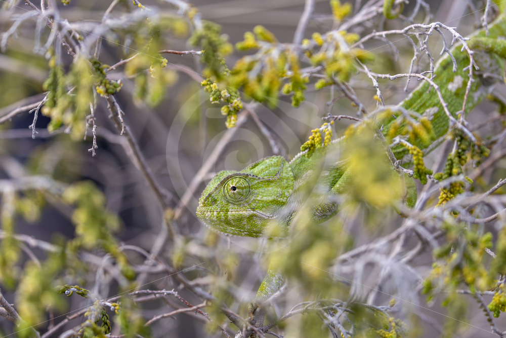 Common or mediterranean chameleon (Chamaeleo chamaeleon) in the bushes near Malaga, Spain - Nature Stock Photo Agency