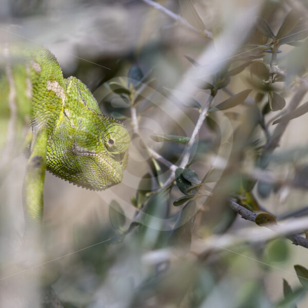Common or mediterranean chameleon (Chamaeleo chamaeleon) near Malaga, Spain - Nature Stock Photo Agency