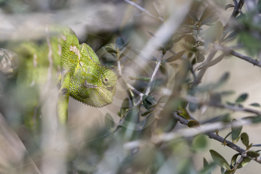 Common or mediterranean chameleon (Chamaeleo chamaeleon) near Malaga, Spain - Nature Stock Photo Agency