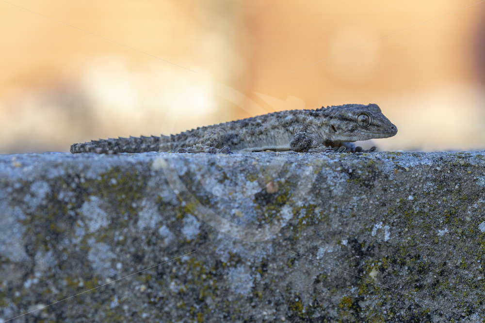 Common wall gecko (Tarentola mauritanica) on a concrete wall, Huelva region, Spain - Nature Stock Photo Agency