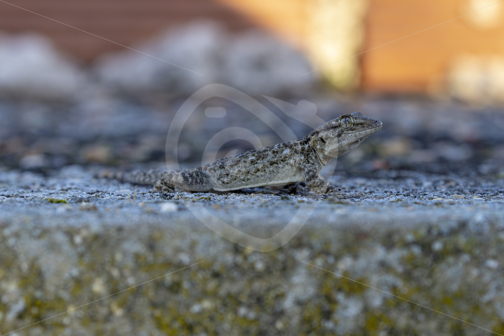Common wall gecko (Tarentola mauritanica) on some desolate concrete, Huelva region, Spain - Nature Stock Photo Agency