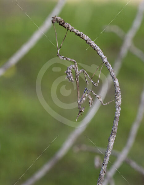 Conehead mantis (Empusa pennata) hanging a stick in the Huelva region, South of Spain - Nature Stock Photo Agency