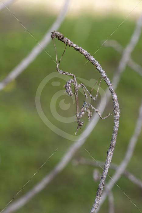 Conehead mantis (Empusa pennata) hanging a stick in the Huelva region, South of Spain - Nature Stock Photo Agency
