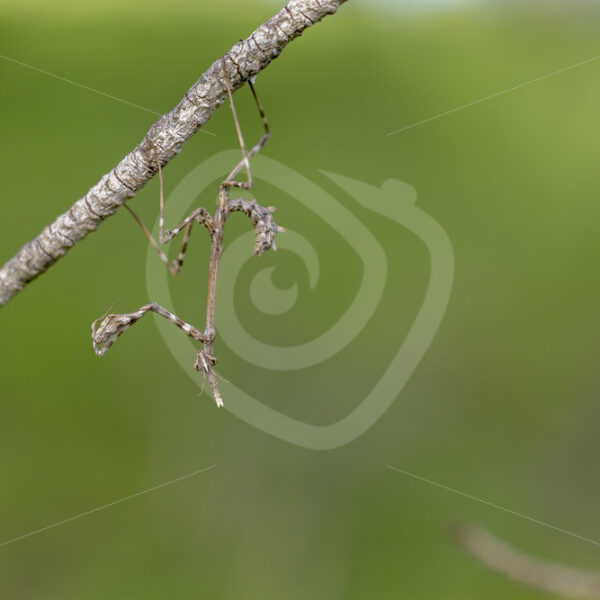 Conehead mantis (Empusa pennata) hanging upside down on a stick in the Huelva region, South of Spain - Nature Stock Photo Agency