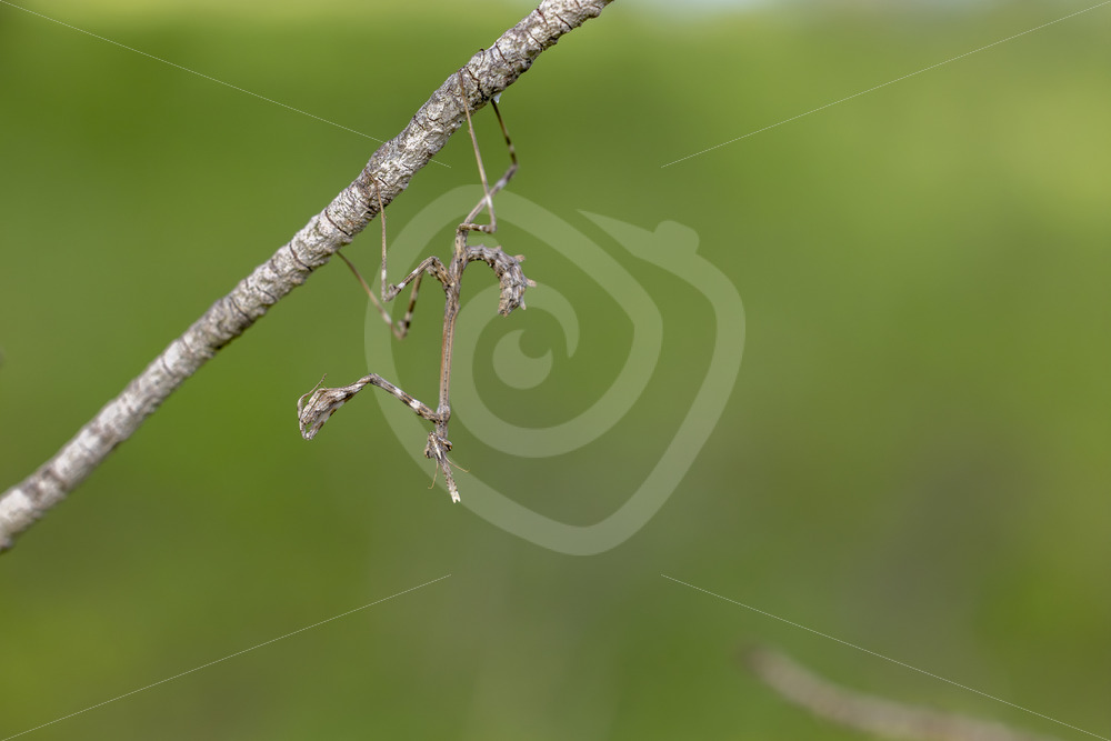 Conehead mantis (Empusa pennata) hanging upside down on a stick in the Huelva region, South of Spain - Nature Stock Photo Agency