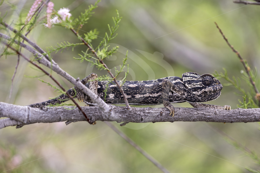 Dark colored mediterranean chameleon (Chamaeleo chamaeleon) near Malaga, Spain - Nature Stock Photo Agency