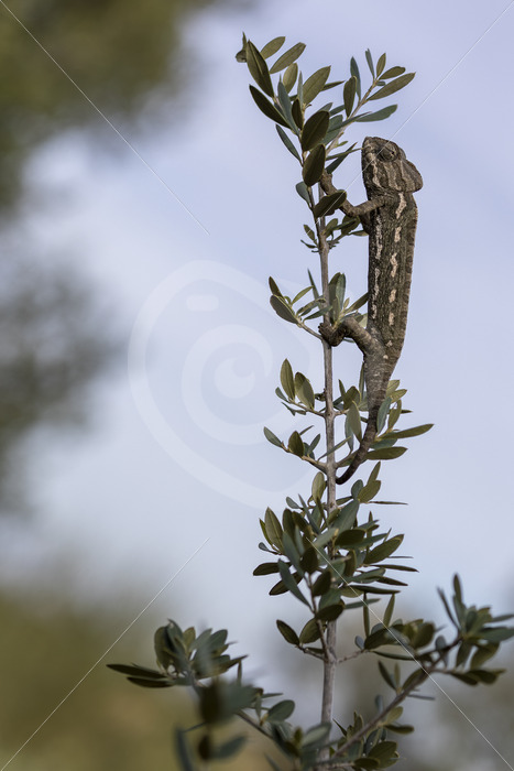 Dark common or mediterranean chameleon (Chamaeleo chamaeleon) near Malaga, Spain - Nature Stock Photo Agency