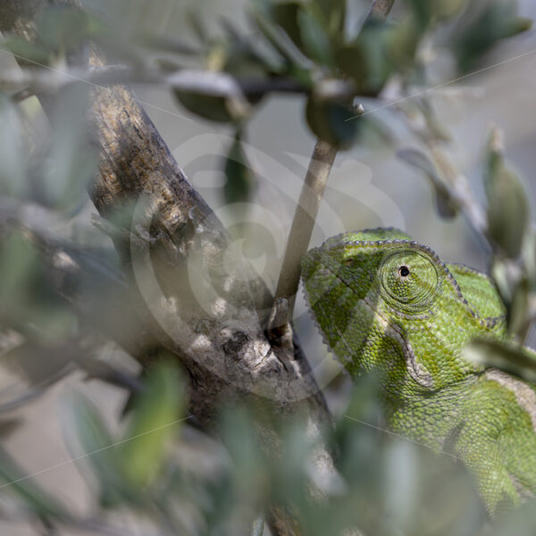 Green mediterranean chameleon (Chamaeleo chamaeleon) in some bushes near Malaga, Spain - Nature Stock Photo Agency