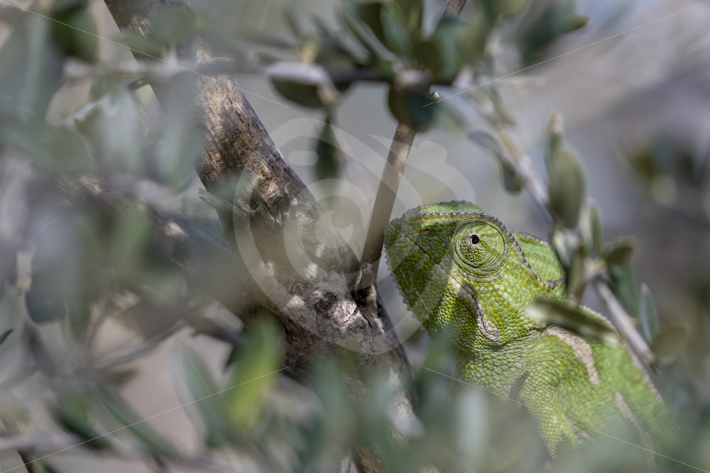 Green mediterranean chameleon (Chamaeleo chamaeleon) in some bushes near Malaga, Spain - Nature Stock Photo Agency