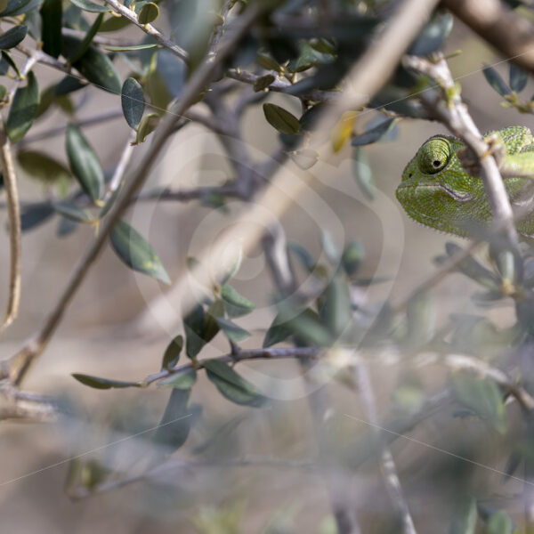 Green mediterranean chameleon hidden in bushes near Malaga, Spain - Nature Stock Photo Agency