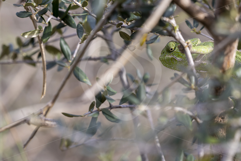 Green mediterranean chameleon hidden in bushes near Malaga, Spain - Nature Stock Photo Agency