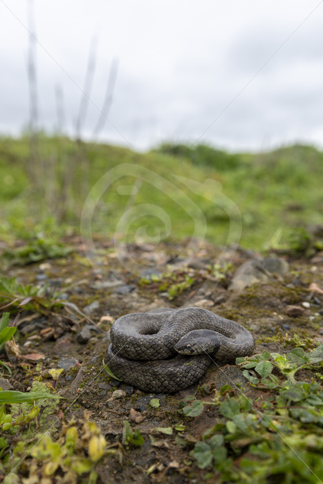 Iberian false smooth snake (Macroprotodon brevis) in Sierra Norte de Sevilla, South of Spain - Nature Stock Photo Agency