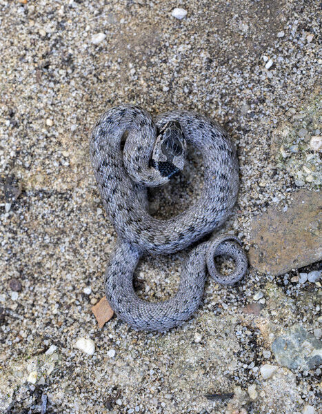 Iberian false smooth snake (Macroprotodon brevis) in the South of Spain - Nature Stock Photo Agency