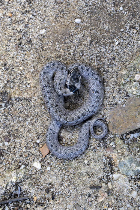 Iberian false smooth snake (Macroprotodon brevis) in the South of Spain - Nature Stock Photo Agency