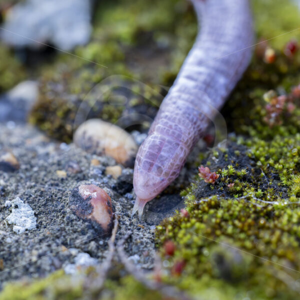 Iberian worm lizard (Blanus cinereus) crouching a mossy surface, Huelva, South Spain - Nature Stock Photo Agency