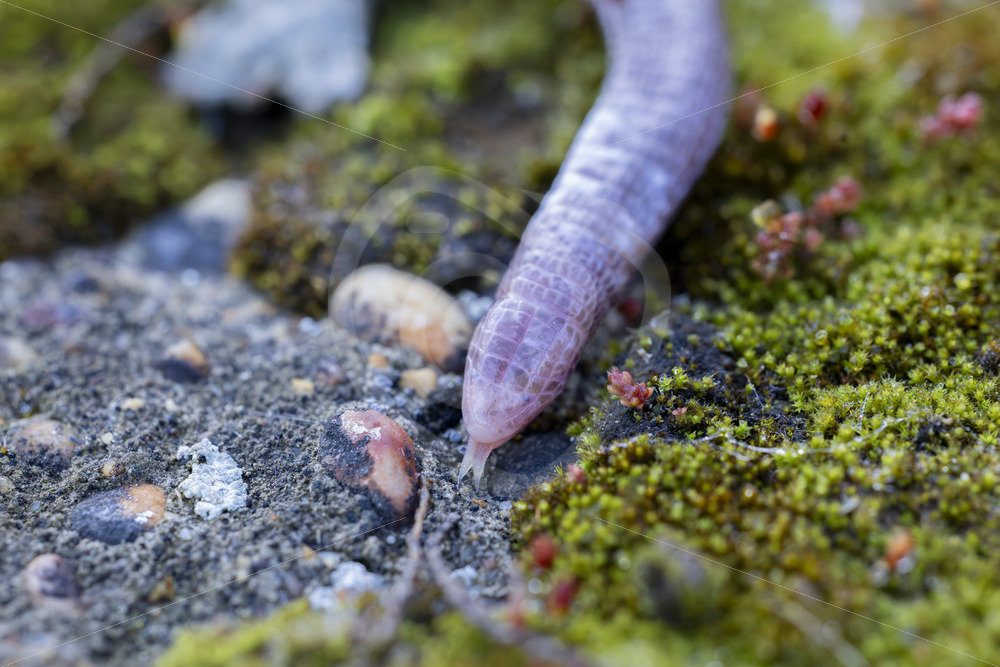 Iberian worm lizard (Blanus cinereus) crouching a mossy surface, Huelva, South Spain - Nature Stock Photo Agency