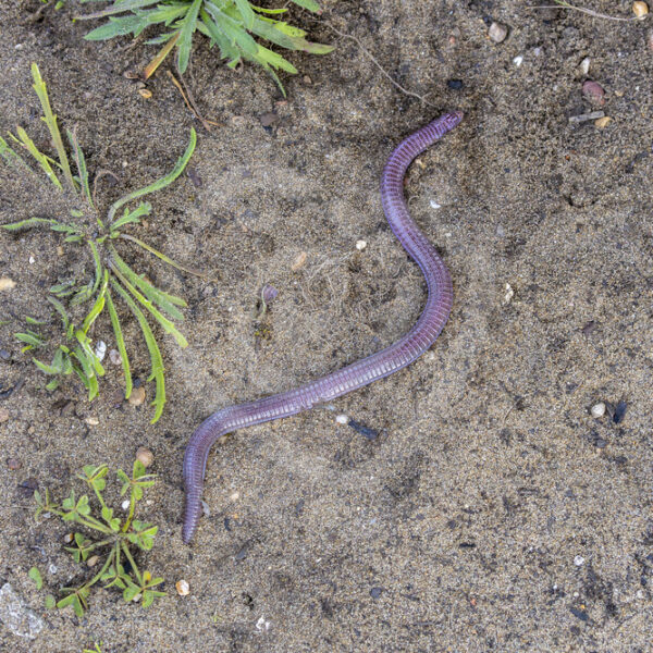 Iberian worm lizard (Blanus cinereus) crouching on a sandy surface, Huelva, South Spain - Nature Stock Photo Agency