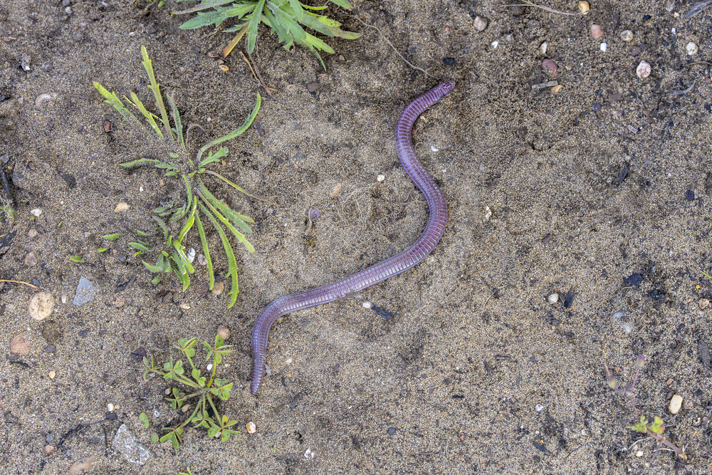 Iberian worm lizard (Blanus cinereus) crouching on a sandy surface, Huelva, South Spain - Nature Stock Photo Agency