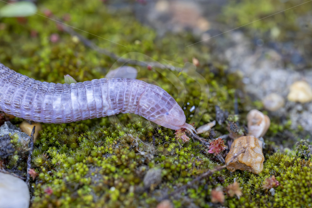Iberian worm lizard (Blanus cinereus) on a mossy surface, Huelva, South Spain - Nature Stock Photo Agency