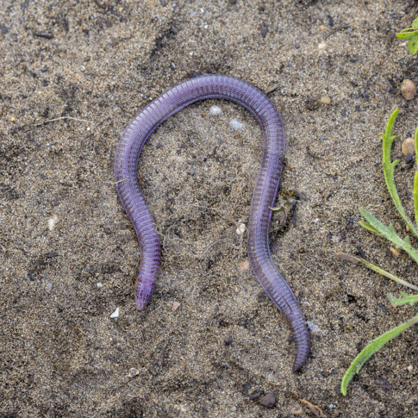 Iberian worm lizard (Blanus cinereus) resting on a sandy surface, Huelva, South Spain - Nature Stock Photo Agency