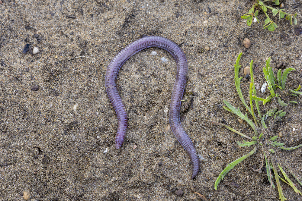 Iberian worm lizard (Blanus cinereus) resting on a sandy surface, Huelva, South Spain - Nature Stock Photo Agency