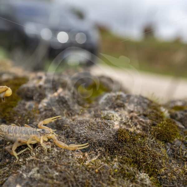 Iberian yellow scorpion (Buthus Ibericus) in a rural area of the Sierra Norte, Sevilla, Spain - Nature Stock Photo Agency