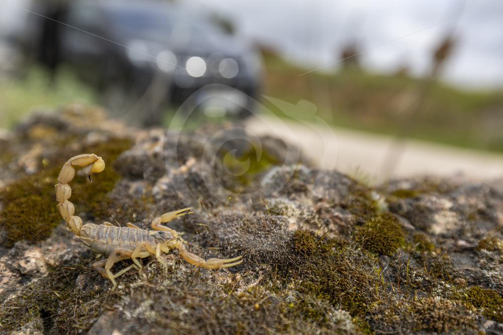 Iberian yellow scorpion (Buthus Ibericus) in a rural area of the Sierra Norte, Sevilla, Spain - Nature Stock Photo Agency