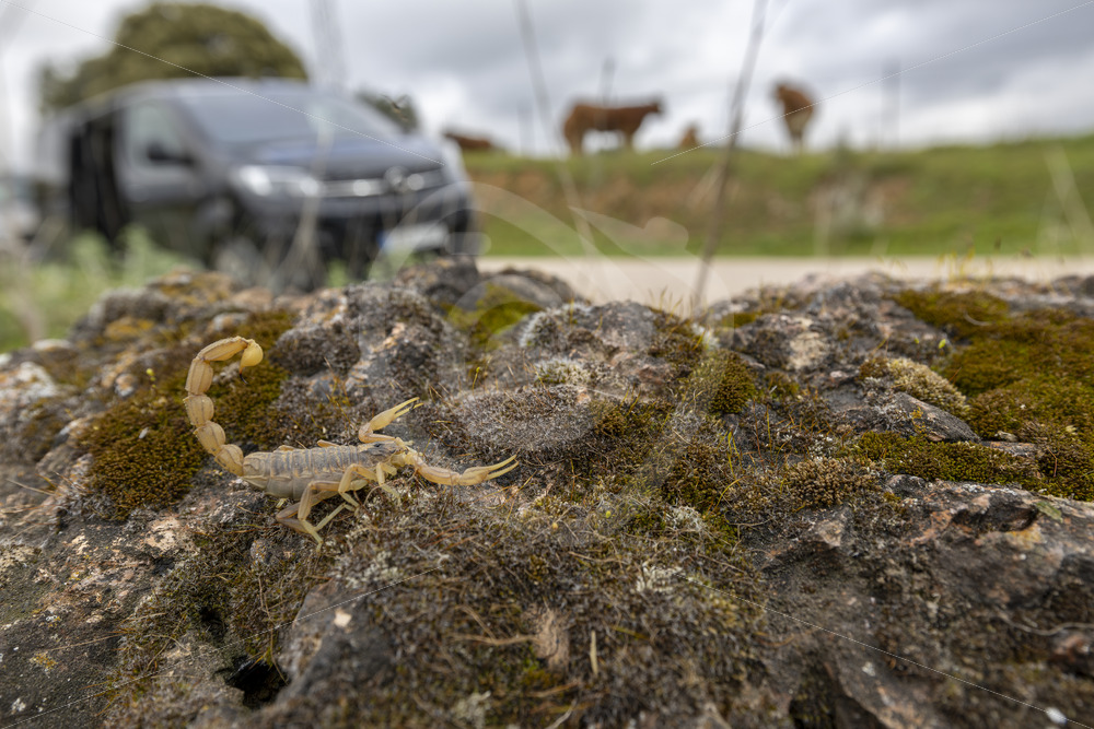 Iberian yellow scorpion (Buthus Ibericus) in front of a van, in the Sierra Norte, Sevilla, Spain - Nature Stock Photo Agency
