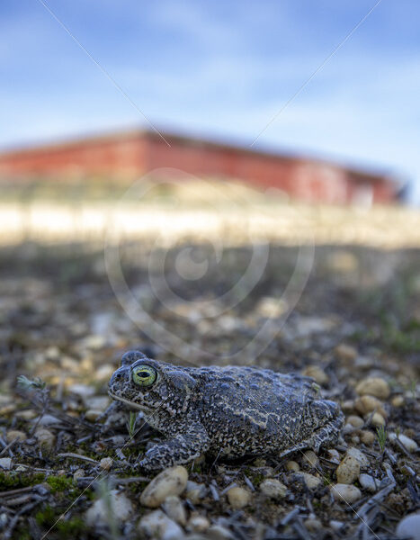 IO9A2508-Enhanced-NR.jpg - Nature Stock Photo Agency