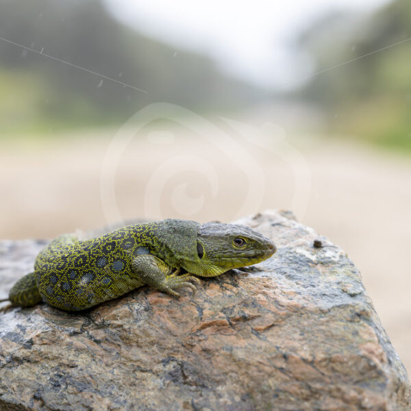 Jewelled lizard (Timon lepidus) trying to catch some heat on a rock, Sierra Norte, Spain - Nature Stock Photo Agency