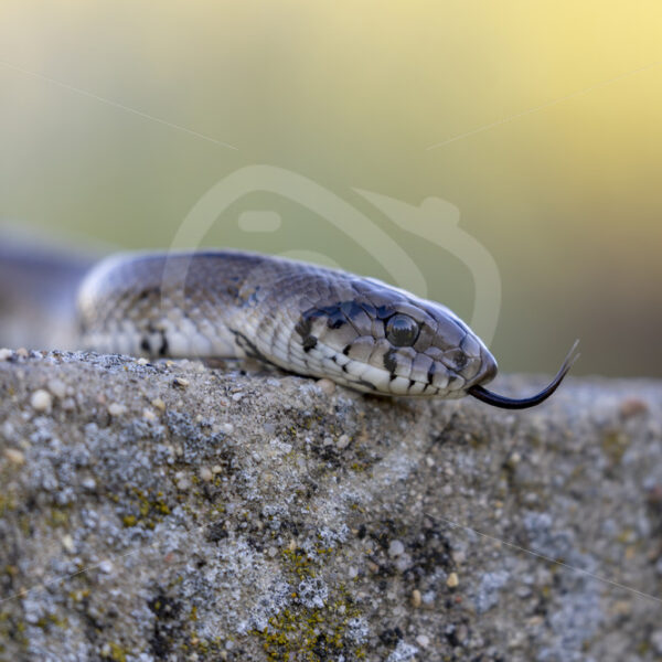 Ladder snake (Zamenis scalaris) close up in the Heulva region, Spain - Nature Stock Photo Agency