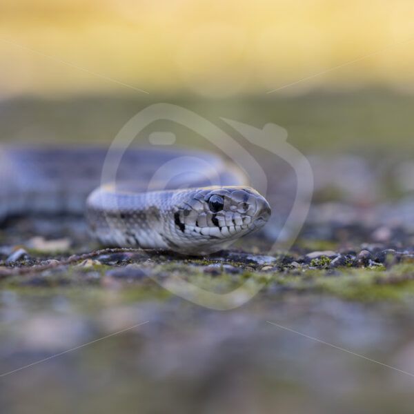 Ladder snake (Zamenis scalaris) in the Heulva region, South Spain - Nature Stock Photo Agency