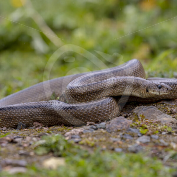 Ladder snake (Zamenis scalaris) in the Sierra Norte region, South Spain - Nature Stock Photo Agency
