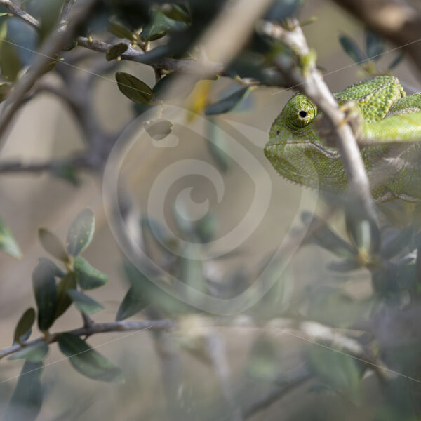 Mediterranean chameleon (Chamaeleo chamaeleon) in the bushes near Malaga, Spain - Nature Stock Photo Agency