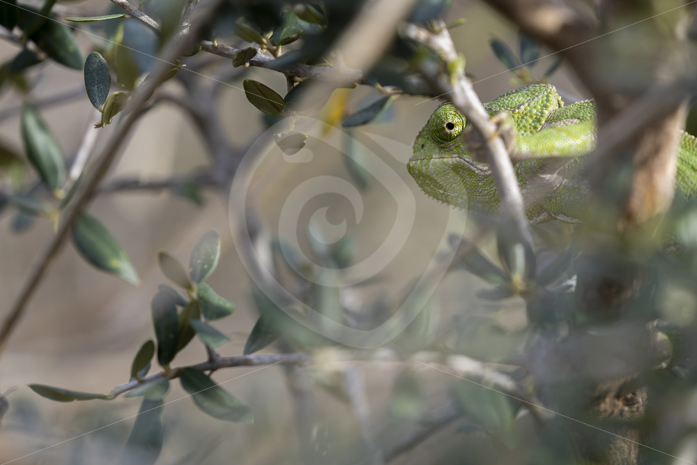 Mediterranean chameleon (Chamaeleo chamaeleon) in the bushes near Malaga, Spain - Nature Stock Photo Agency