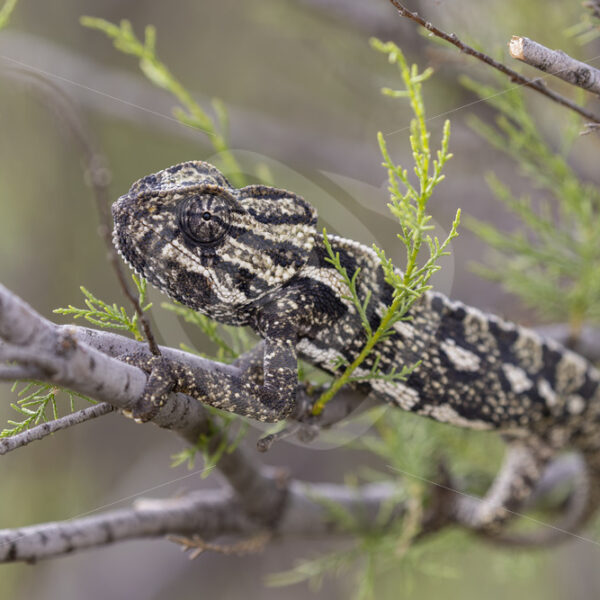Mediterranean chameleon (Chamaeleo chamaeleon) near Malaga, Spain - Nature Stock Photo Agency