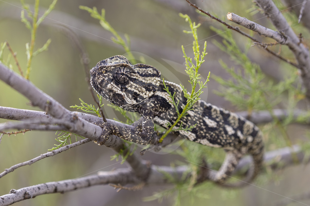Mediterranean chameleon (Chamaeleo chamaeleon) near Malaga, Spain - Nature Stock Photo Agency