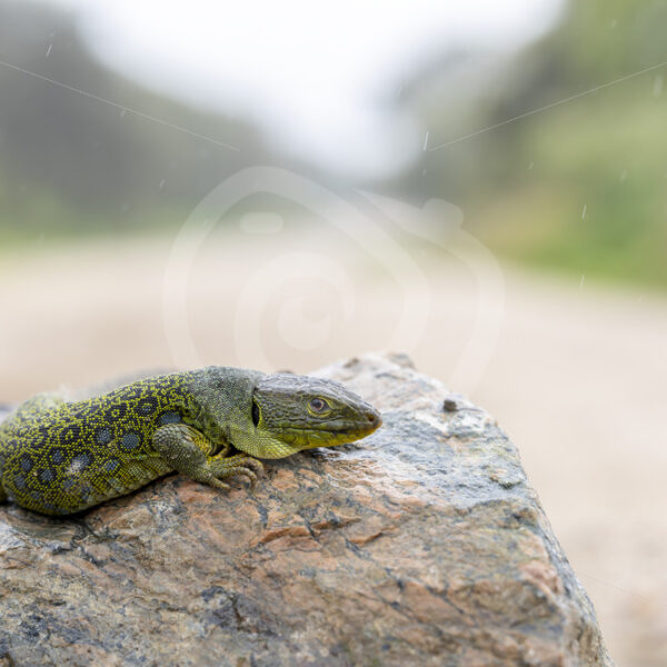 Ocellated lizard (Timon lepidus) trying to catch some heat on a rock, Sierra Norte, Spain - Nature Stock Photo Agency