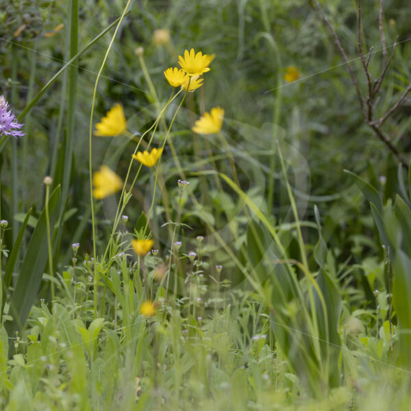 Orchis italica (naked man orchid) in its habitat, Dehesas, Sevilla, South of Spain - Nature Stock Photo Agency
