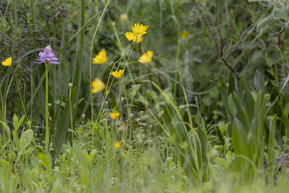 Orchis italica (naked man orchid) in its habitat, Dehesas, Sevilla, South of Spain - Nature Stock Photo Agency