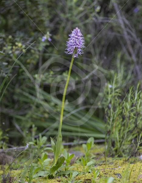 Orchis italica (naked man orchid) in the dehesas around Sevilla, South of Spain - Nature Stock Photo Agency