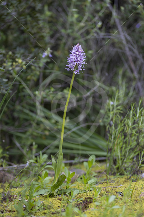 Orchis italica (naked man orchid) in the dehesas around Sevilla, South of Spain - Nature Stock Photo Agency