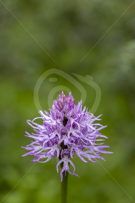 Orchis italica or naked man orchid in the dehesas region, Sevilla, South of Spain - Nature Stock Photo Agency