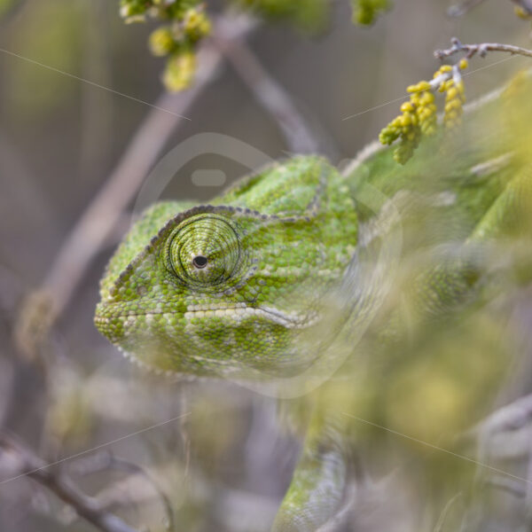 Portrait of a common chameleon between branches near Malaga, Spain - Nature Stock Photo Agency