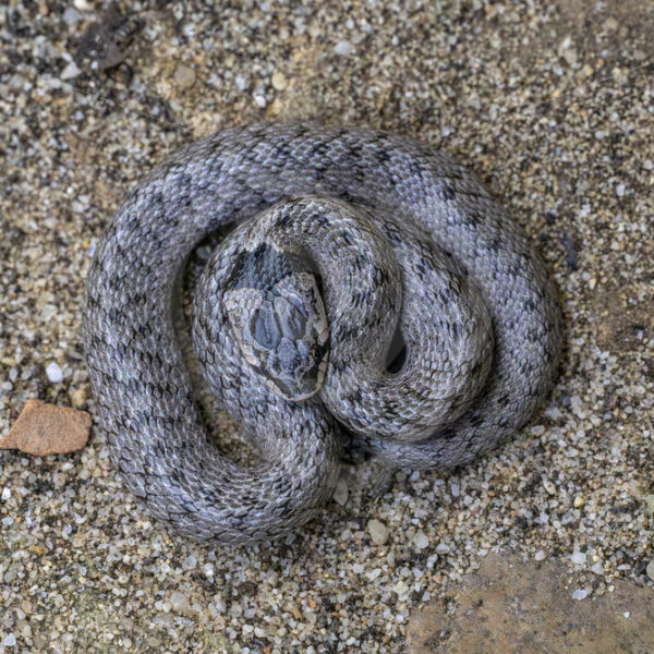 Rolled up Iberian false smooth snake (Macroprotodon brevis) in the South of Spain - Nature Stock Photo Agency